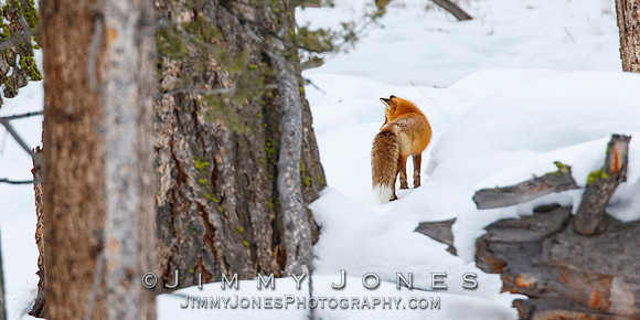Red Fox
