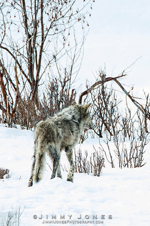 Lamar Canyon Pack Gray Wolf Pup w/ Mange