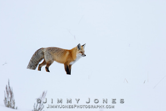 Red Fox
