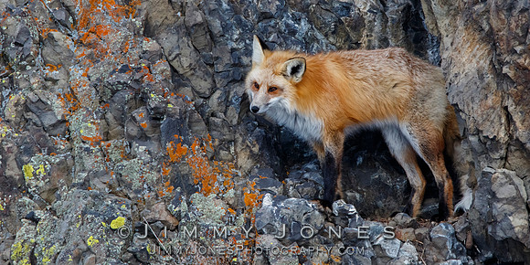 Red Fox