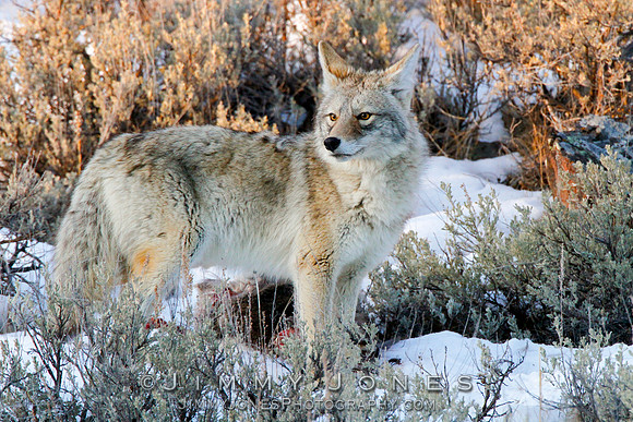 Coyote