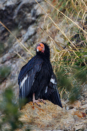 California Condor #57