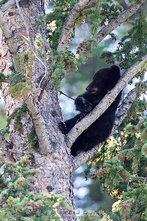 Black Bear Cub ~ "Timeout"