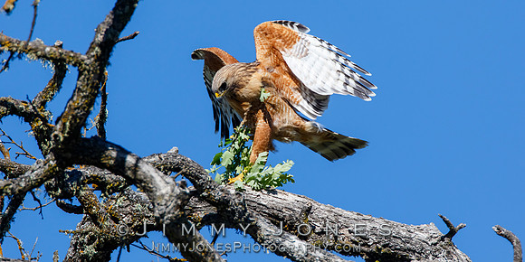 Red Shouldered Hawk