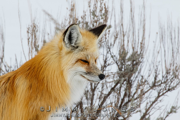 Red Fox
