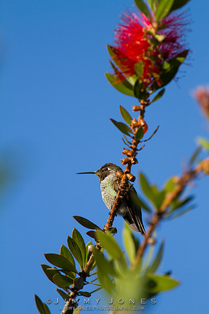 Anna's Hummingbird