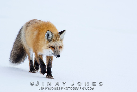 Red Fox