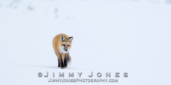 Red Fox