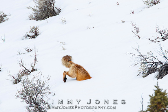 Red Fox