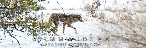 Lamar Canyon Pack Gray Wolf Pup w/ Mange