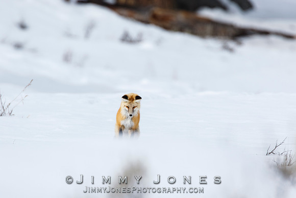Red Fox Leap