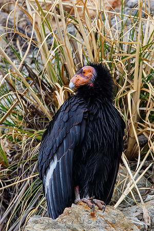 California Condor #57