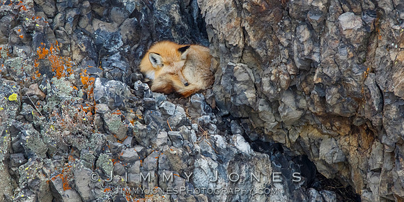 Sleeping Red Fox