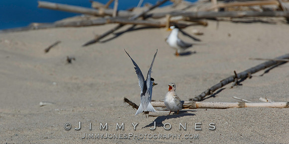 Least Tern Chick Getting Fed