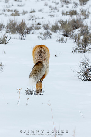Red Fox Leap