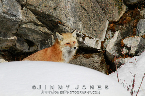Red Fox