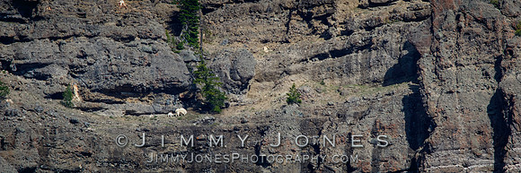 Mountain Goat Nanny w/ Lamb