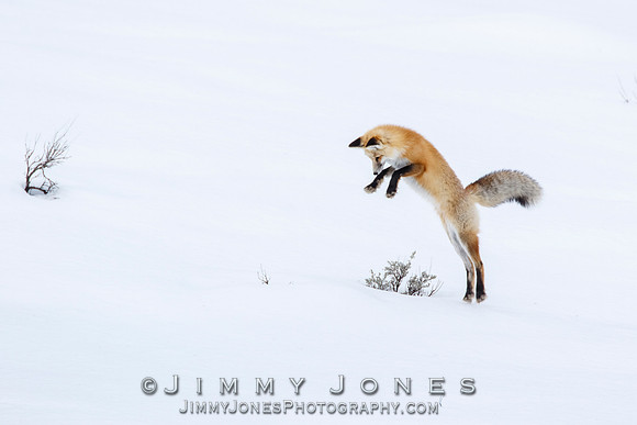 Red Fox Leap