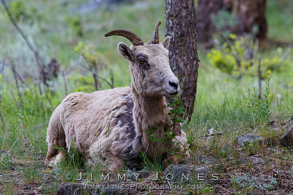 Big Horn Ewe