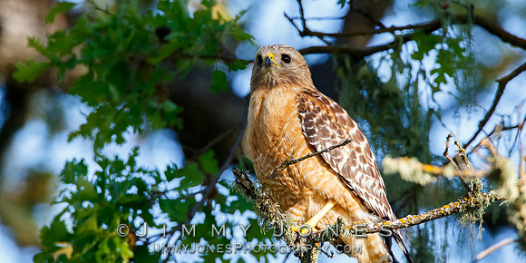 Red Shouldered Hawk
