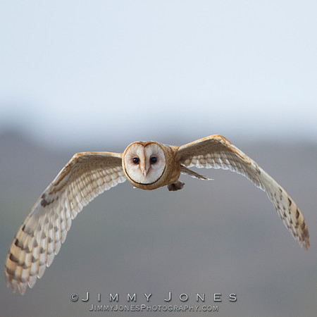 Barn Owl