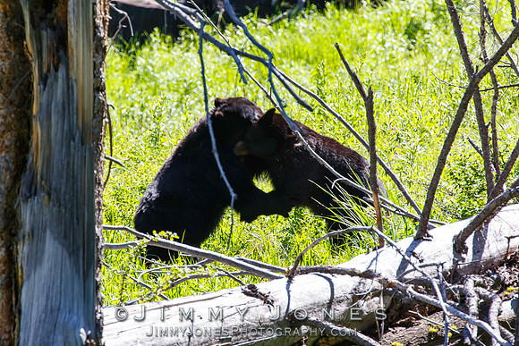Black Bear Sows Fighting