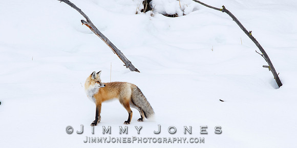 Red Fox