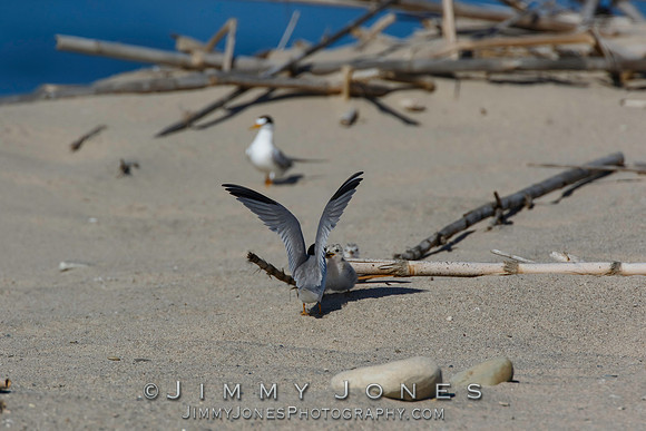 Least Tern Chick Getting Fed