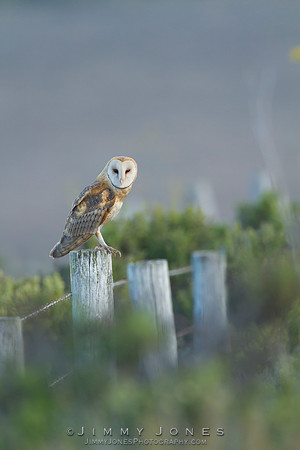 Barn Owl