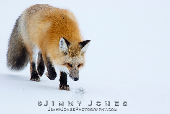 Red Fox