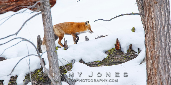 Red Fox