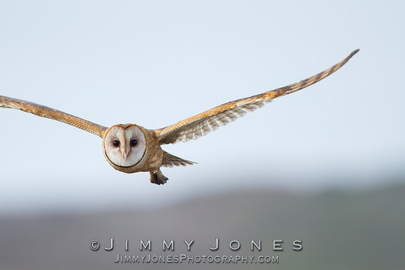 Barn Owl