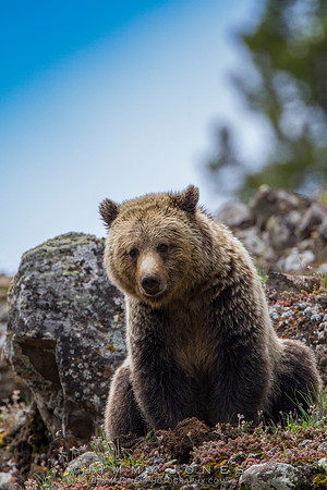 Grizzly Bear