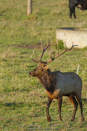 7x7 Bull Tule Elk