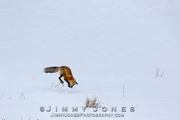 Red Fox Leap