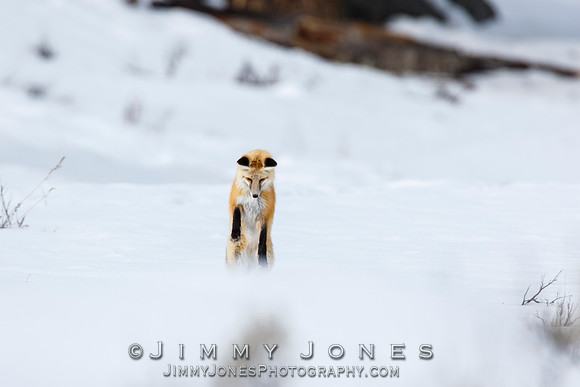 Red Fox Leap