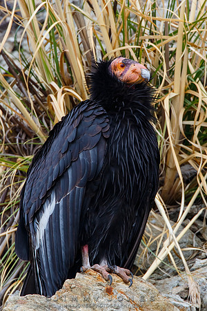 California Condor #57