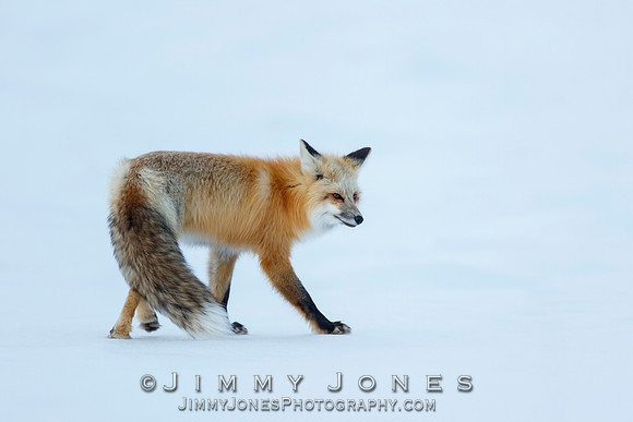 Red Fox