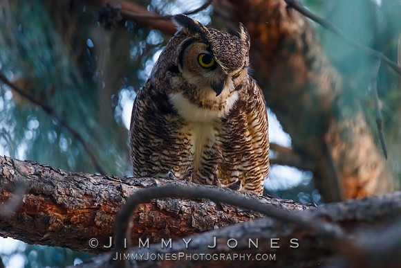 Great Horned Owl