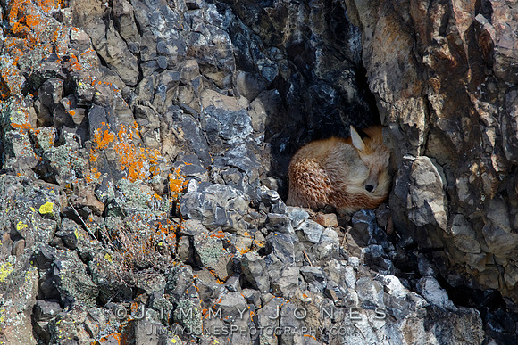 Red Fox