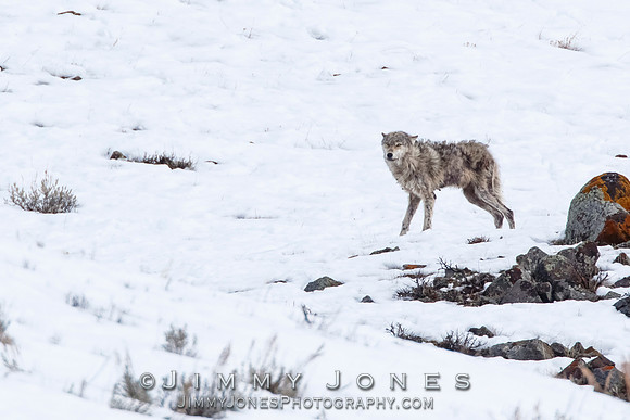 Lamar Canyon Pack Gray Wolf Pup w/ Mange