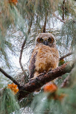 Great Horned Owlet