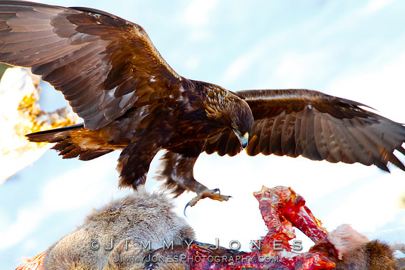 Golden Eagle