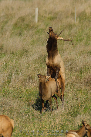 7x7 Bull Tule Elk Mating