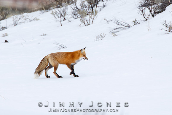 Red Fox