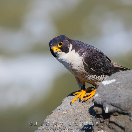 Peregrine Falcon