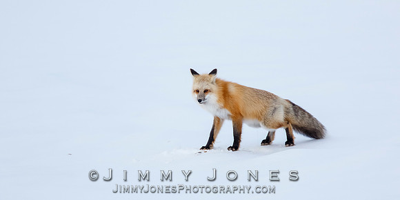 Red Fox