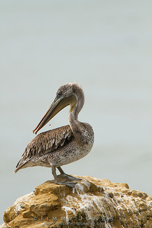 Brown Pelican