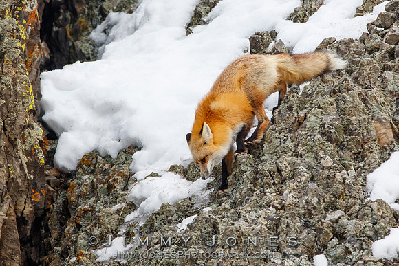 Red Fox