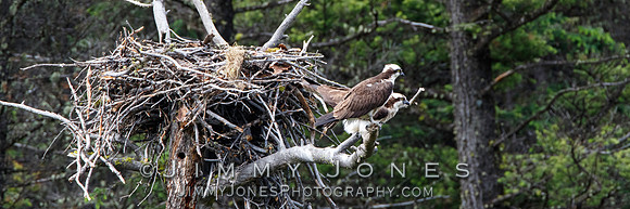 Osprey at Nest